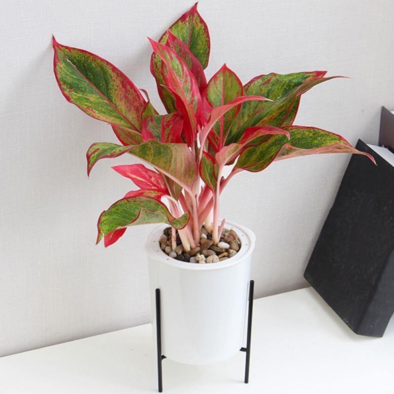 Self-Watering Planter with Iron Plant Stand